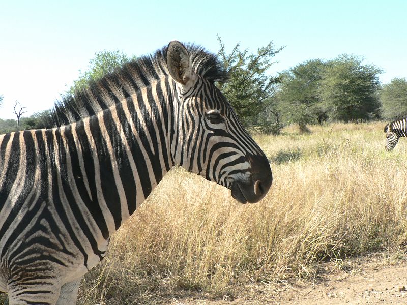 JAR 403_zebr.JPG - Zebra téměř domestikovaná. V podstatě jsem ji mohl krmit.